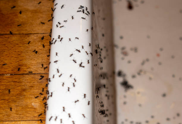 Best Emergency Pest Control  in Godfrey, IL